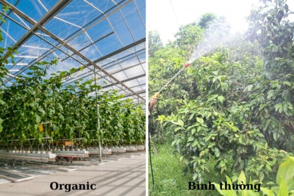 Sự khác biệt giữa trái cây sấy Organic và trái cây sấy bình thường