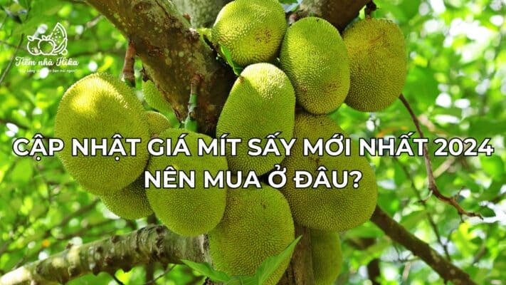 Cập Nhật Giá Mít Sấy Mới Nhất 2024 - Nên Mua Ở Đâu?